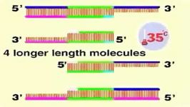 PCR