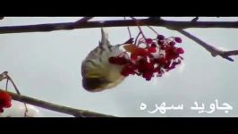 تغذیه سهره زرد رو شاخه درخت ارسال شده توسط امیر ارباب