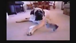 آسی کردن سگ بزرگ توسط سگ کوچیک