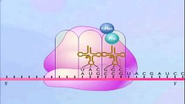 Protein Synthesis