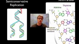 همانند سازی DNA