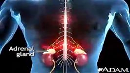 adrenal gland