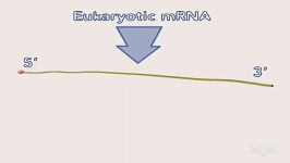 فرآیند ترجمه mRNA