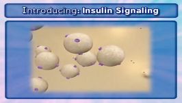 insulin signalling