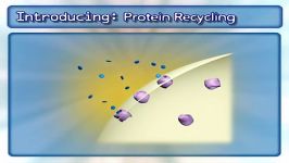 protein recycling