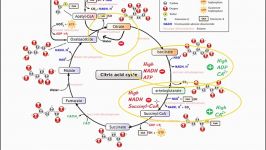 تنظیم چرخه کربسcitric acid regulation