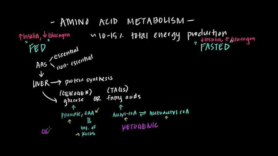 متابولیسم آمینو اسید ها