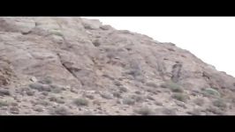تصویربرداری پلنگ ایرانی در منطقه حفاظت شده پرور 1