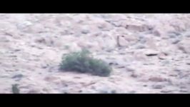 تصویربرداری پلنگ ایرانی در منطقه حفاظت شده پرور 2