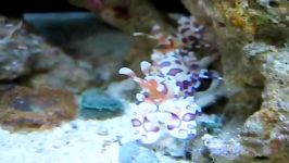 Harlequin Shrimp