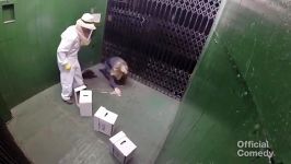 دوربین مخفی حمله زنبورها در آسانسور