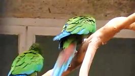 ماکائوی کله آبی  Blue Headed Macaw