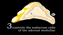 endocrine system