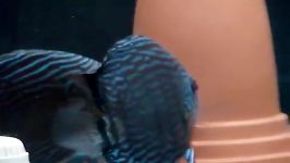 دیسکس  Royal Blue Discus