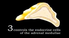 endocrine system