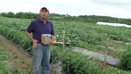 tomato growing