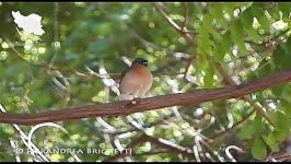 آواز سهره جنگلی  mon chaffinch  بلبل خمسه