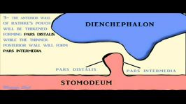 pituitary gland