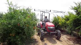 سمپاشی باغ انار شمال pomegranate in an