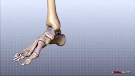 ankle anatomy