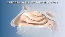 anatomy of nasal cavity