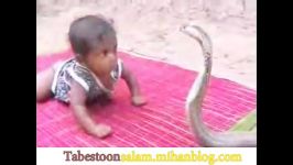 جدال بچه مار کبری...BABY vs SERPENT