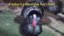 What does turkey mean in English