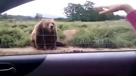 دست تکون دادنه خرس