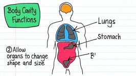 body cavities