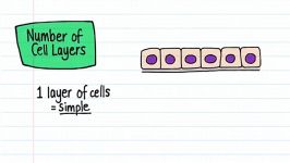 classification of epithelia