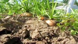 Harvesting Carrots