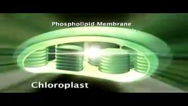Chloroplast Structure and Function
