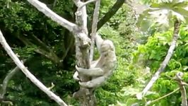 تنبل درختی تنبل ترین حیوان جهان 