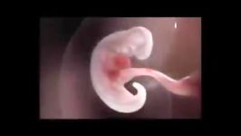 فیلممراحل رشد جنین در رحم مادر تا زمان تولد