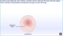 embryo cell