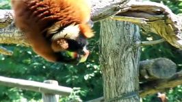 Caldo al Bioparco di Roma cocomero fresco e ghiaccioli