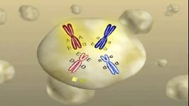 تنوع ژنتیکی GENETIC DIVERSITY