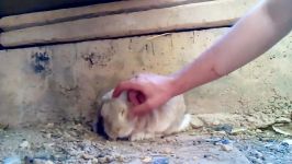 دست اموز کردن خرگوش عشقه عشق