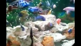 مارماهی آتشین سیچلایدهای مالاوی من  My Fire eel and Malawi cichlids