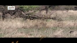 شکار شتر مرغ توسط یوز پلنگ