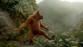 میمون رقاص جالب