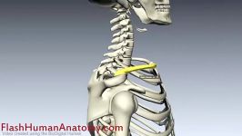 clavicle anatomy