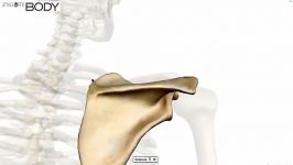 scapula