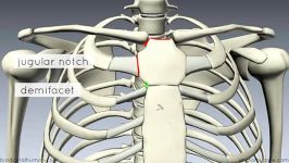 sternum