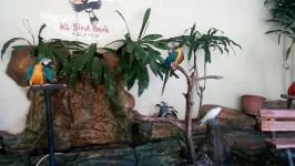 گلچینی پرندگان زیبا رنگارنگ در پارک پرندگان مالزی