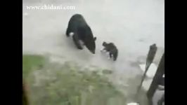 دفاع گربه صاحبخانه در برابر حمله خرس