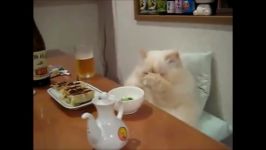 خنده دارترین ویدئو دنیای گربه ها8 HD