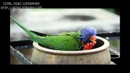 نمایشی پرندگان نادر کمیاب در پارک پرندگان مالزی
