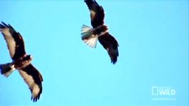 حمله شاهین به ایگوانا Hawk Attacks Iguana