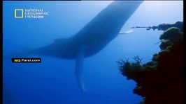 مستند نهنگ های گوژپشت در حالت دسته جمعی  National Geographic Whale Inside The Pod NGFarsi.com